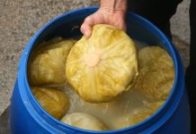 Svi ga jedemo zimi, ali malo ko zna šta kiseli kupus zapravo radi tijelu