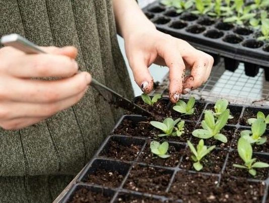 Tri biljke posadite u novembru i čekat će vas puna bašta na proljeće