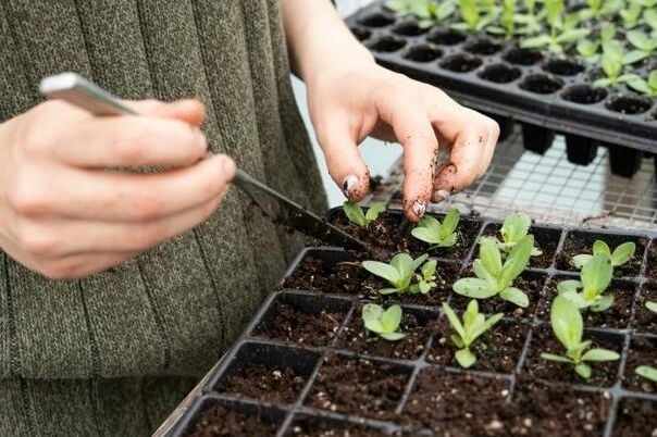 1762850133-tri-biljke-posadite-u-novembru-i-cekat-ce-vas-puna-basta-na-proljece-aggggggg-690d0b187d863-1-690x480