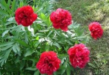 Biljka koja priziva SREĆU i blagostanje: Dom koji je ima uvijek je pod zaštitom