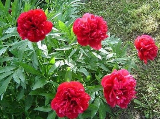 Biljka koja priziva SREĆU i blagostanje: Dom koji je ima uvijek je pod zaštitom