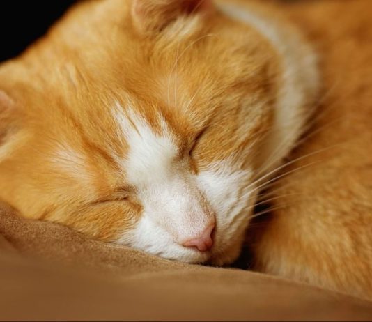 Šta vam vaša mačka zaista želi poručiti kad vam legne na prsa?