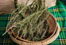 Sve više ljudi pali grančice ruzmarina u domu: Evo zašto