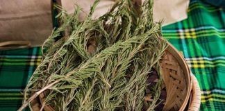 Sve više ljudi pali grančice ruzmarina u domu: Evo zašto