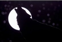 Dolaze nam „vučji dani“, a naš narod od davnina vjeruje da ovo nikako ne treba da se radi