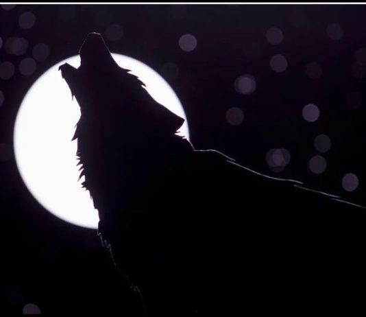 Dolaze nam „vučji dani“, a naš narod od davnina vjeruje da ovo nikako ne treba da se radi