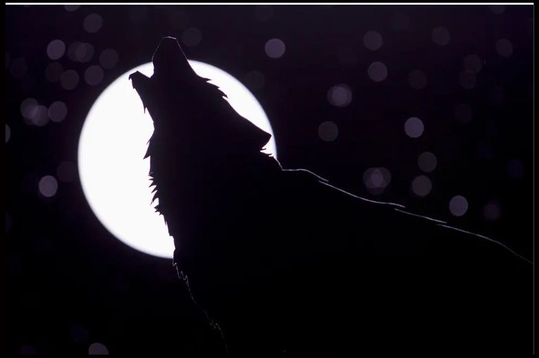 1763299480-snimka-zaslona-2025-11-16-142413-690x480