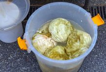 Ako se uhvati bijela skrama morate ga baciti? 3 najčešće greške zbog kojih se kiseli kupus pokvari