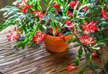 Evo kako se njeguje najljepši sobni cvijet u decembru: Božićni kaktus voli samo 1 mjesto u kući