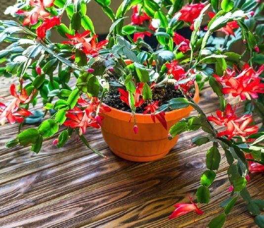 Evo kako se njeguje najljepši sobni cvijet u decembru: Božićni kaktus voli samo 1 mjesto u kući