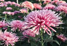 Kako da jesenja ruža uvek bude loptasta: Sve o krupnocvetnoj hrizantemi koja ispraća leto, dočekuje proleće