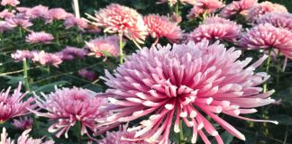 Kako da jesenja ruža uvek bude loptasta: Sve o krupnocvetnoj hrizantemi koja ispraća leto, dočekuje proleće