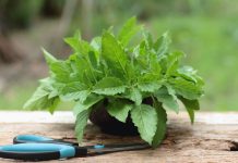 Ova osvježavajuća biljka smanjuje nadutost i opušta tijelo, ali važan je odabir prave vrste