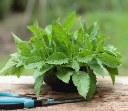 Ova osvježavajuća biljka smanjuje nadutost i opušta tijelo, ali važan je odabir prave vrste