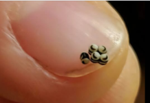 Neočekivano Otkriće U Salati: Večera Koja Je Promijenila Naš Pogled Na Hranu I Oprez U Restoranima