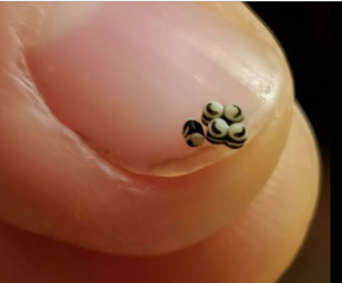 Neočekivano Otkriće U Salati: Večera Koja Je Promijenila Naš Pogled Na Hranu I Oprez U Restoranima