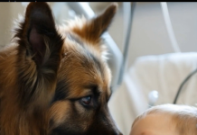 I tako je jutro počelo smijehom, toplinom i jednostavnom srećom koja se dogodi samo kada se dvoje bića vole na najčišći, najiskreniji način – bez riječi, samo srcem.