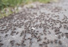 BJEŽE KAO LUDI: Ovo je “bijela smrt” za mrave, a nije ni so, ni soda bikarbona!