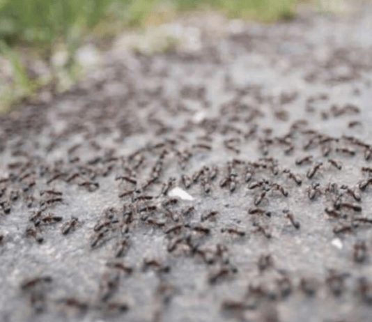 BJEŽE KAO LUDI: Ovo je “bijela smrt” za mrave, a nije ni so, ni soda bikarbona!