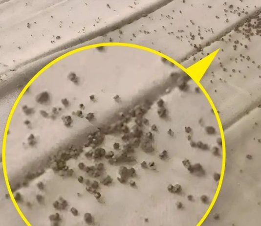 Jutros sam, tačno ispod muževog jastuka, na zaštiti madraca, pronašla ove sitne smeđe mrvice