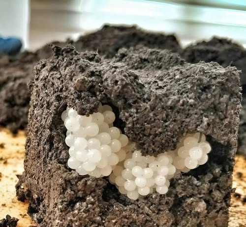 Šta Otkrivaju Bele Kuglice U Zemlji I Kako Zaštititi Svoju Baštu