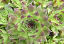 Žena je svaki dan jela čuvarkuću, rezultati nakon 30 dana su je iznenadili