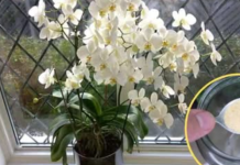 Ako ti orhideja vene, stani odmah! OVAJ prašak čini čuda – samo kašičica mjesečno!