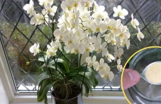 Ako ti orhideja vene, stani odmah! OVAJ prašak čini čuda – samo kašičica mjesečno!