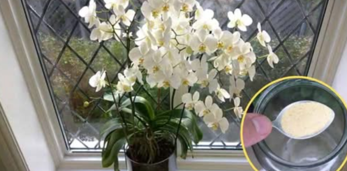 Screenshot-2025-10-24-065246-696x343-1