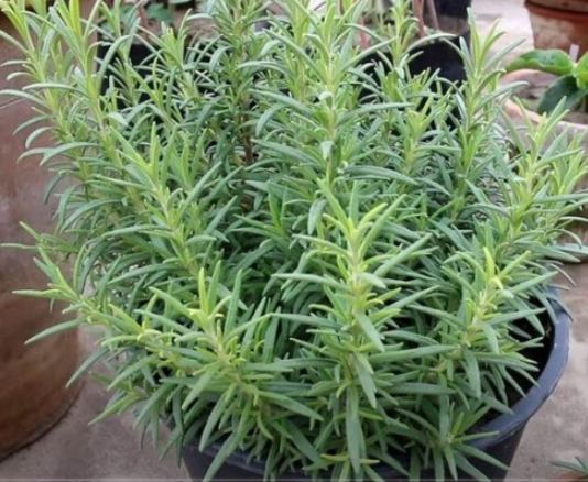 Ruzmarin i mačka u kući: Odmah na ovo obratite pažnju