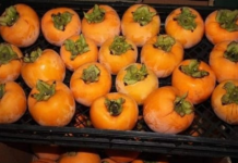 NE VOLITE JAPANSKE JABUKE? PROMIJENIT ĆETE MIŠLJENJE KAD PROČITATE KOLIKO SU DOBRE ZA ZDRAVLJE