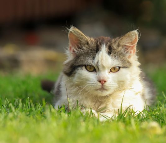 Kada Mačka Postane Čuvar Uspomena: Dirljiva Priča O Ljubavi, Gubitku I Oproštaju