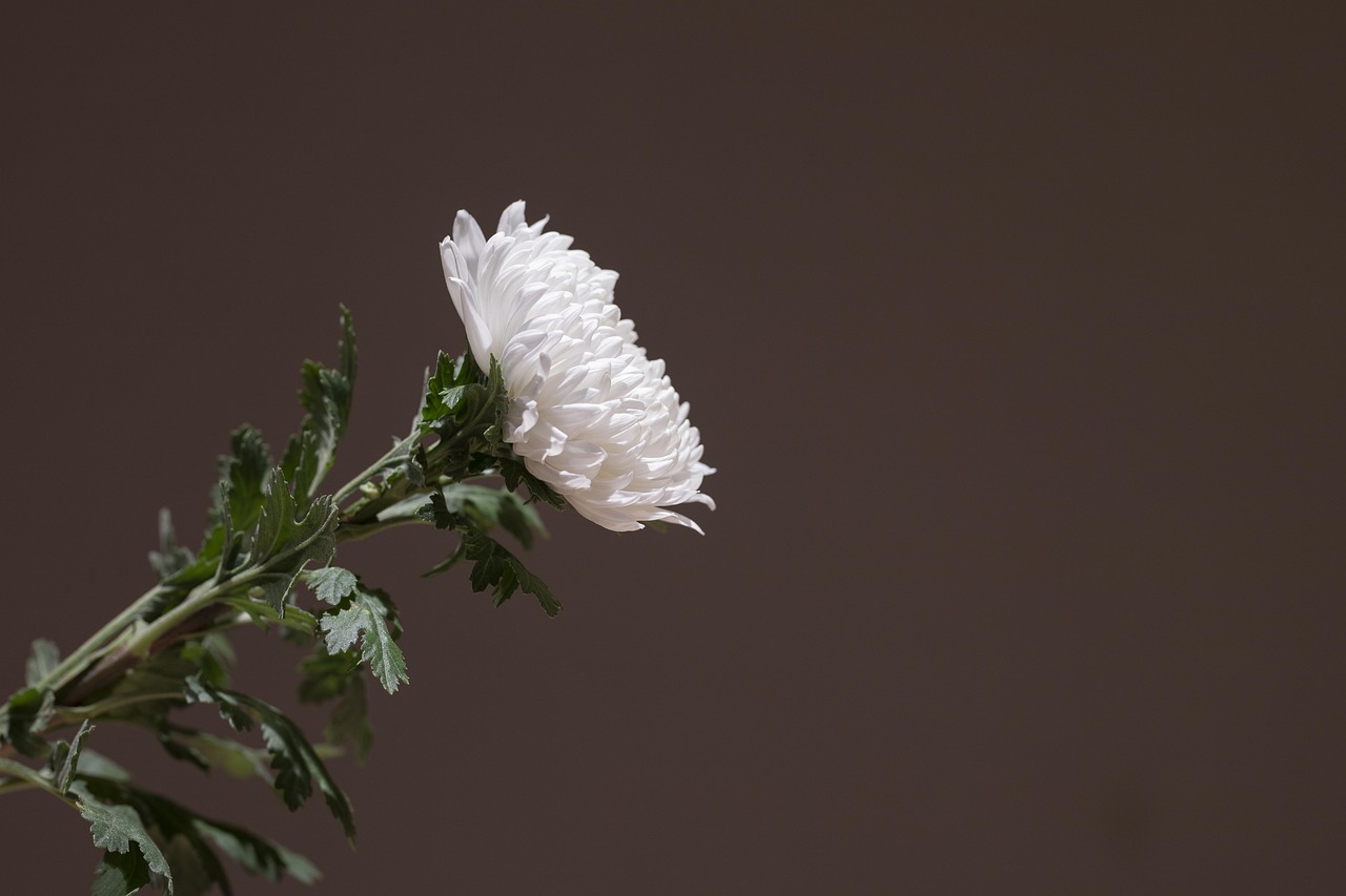 chrysanthemum-5253660_1280