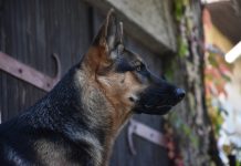 Dečak i njegov pas su zaspali, pritisnuti jedno uz drugo na kauču.