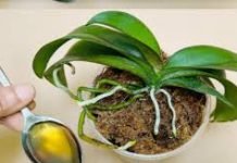 Sipajte samo jednom! Najslabija orhideja momentalno postaje jaka i cvjeta cijelu godinu…..