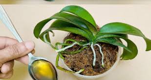 Sipajte samo jednom! Najslabija orhideja momentalno postaje jaka i cvjeta cijelu godinu…..