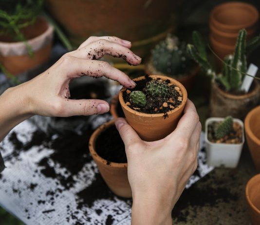 Najmoćnije bilje koje uništavaju parazite, infekcije urinarnog trakta I mjehura, herpesa I viruse gripe!