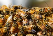 Zašto pčele privlači sušena odeća napolju i kako to bezbedno izbeći