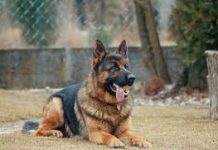 Njihov pas je lajao na prazan zid – a onda su pronašli jezivu poruku iz prošlosti!