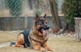 Njihov pas je lajao na prazan zid – a onda su pronašli jezivu poruku iz prošlosti!