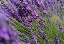 Miris lavande i povratak kući – priča o ljubavi koja je preživjela tišinu