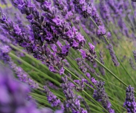 Miris lavande i povratak kući – priča o ljubavi koja je preživjela tišinu