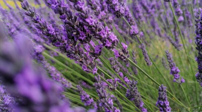 lavander-5367669_1280-800x445