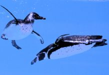 Vidra koja je spasila život: Priča o intuiciji životinja i snazi instinkta