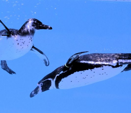 Vidra koja je spasila život: Priča o intuiciji životinja i snazi instinkta