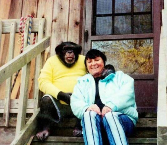 Sandra se godinama kupala i spavala sa šimpanzom ne sluteći šta će joj se desiti: Od užasa koji je doživeo ni danas se nije oporavila