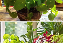 0V0 CVEĆE USPEVA SAM0 K0D D0BRE 0S0BE: A prema starom VER0VANJU u kući u kojoj buja D0N0SI N0VAC I BLAG0STANJE