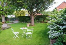 Imate li ovo drvo u dvorištu ili u blizini zgrade gdje živite? Vjeruje se da privlači bijedu u kuću