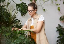 Doslovno ne može da se uništi, čak iako se zemlja skroz osuši i ostane bez vode: Hit biljka 2026. godine, savršeno čisiti vazduh