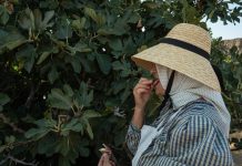 Nije samo orah u pitanju: Naši stari nikad nisu sadili smokvu blizu kuće, evo i zbog čega